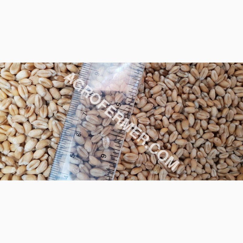 Фото 8. Семена пшеницы сорт FOX канадская трансгенная двуручка