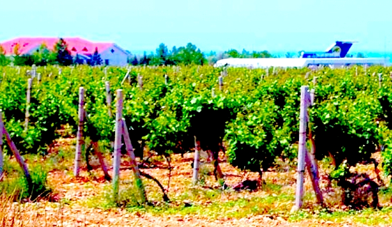 Фото 2. Виноградники, грушевые и яблочные сады, сельхоз земля в Севастополя