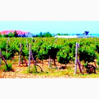 Виноградники, грушевые и яблочные сады, сельхоз земля в Севастополя