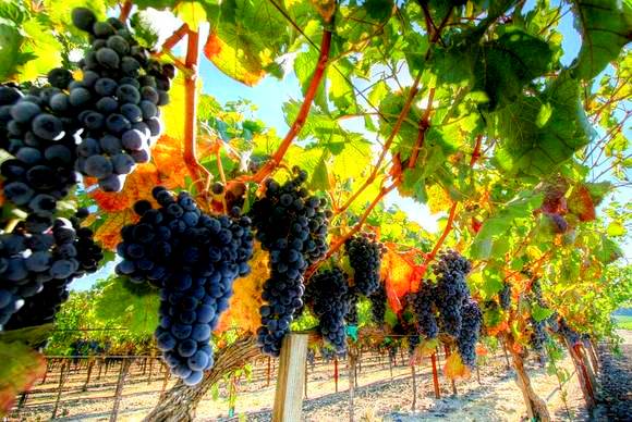 Фото 3. Виноградники, грушевые и яблочные сады, сельхоз земля в Севастополя