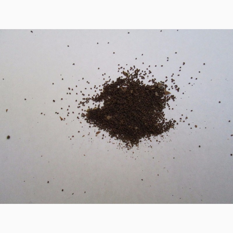 Фото 2. Табак Берли-21 семена 20грн-1гр(более 2000 семян), есть несколько сортов