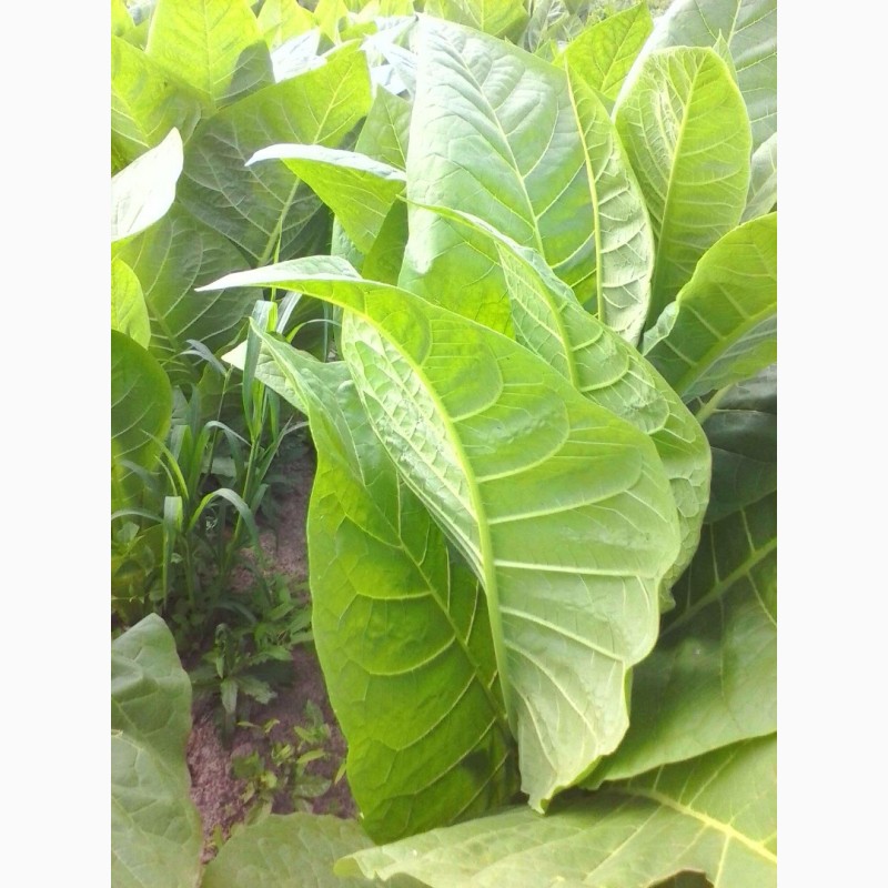 Фото 3. Табак Берли-21 семена 20грн-1гр(более 2000 семян), есть несколько сортов