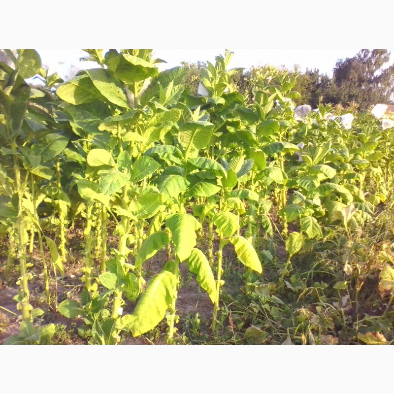Фото 5. Табак Берли-21 семена 20грн-1гр(более 2000 семян), есть несколько сортов