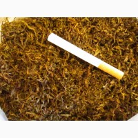Табак Берли-21 семена 20грн-1гр(более 2000 семян), есть несколько сортов