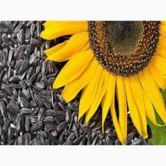 Продам посівний матеріал соняшнику під євро-лайтнінг