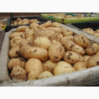 Продам ранний картофель Киранда