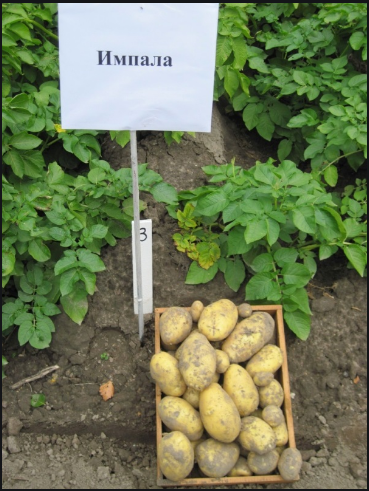 Фото 5. Семенной картофель элитных сортов. Отправляем почтой от 5 кг