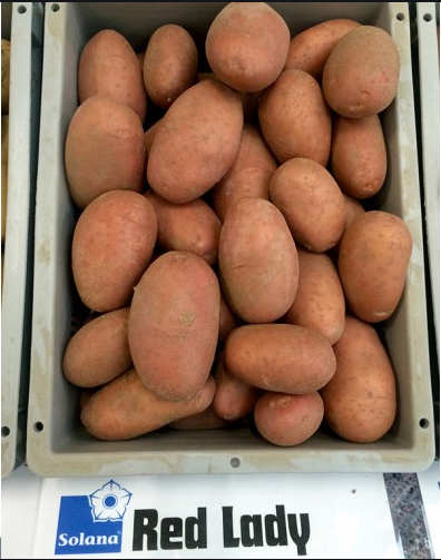 Фото 6. Семенной картофель элитных сортов. Отправляем почтой от 5 кг