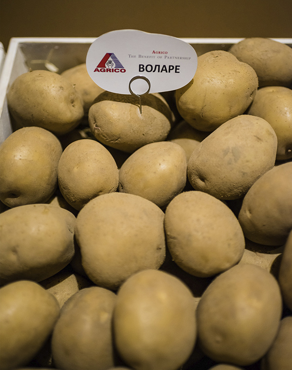 Фото 3. Семенной картофель элитных сортов. Отправляем почтой от 5 кг