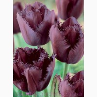 Продам луковицы Тюльпанов Бахромчатых и много других растений (опт от 1000 грн)