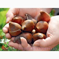 Продам луковицы Тюльпанов Бахромчатых и много других растений (опт от 1000 грн)
