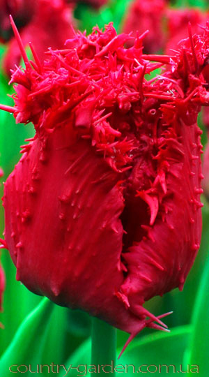 Фото 5. Продам луковицы Тюльпанов Бахромчатых и много других растений (опт от 1000 грн)