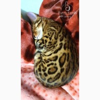 Лучшие породистые и очень красивые бенгальские котята Приазовья