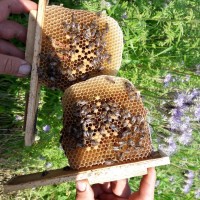 Бджолинні матки ПЛІДІНІ, (є торг)мічені 2023 року високопродуктивні