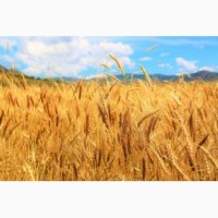 Продам пшеницю озиму Естафета миронівська