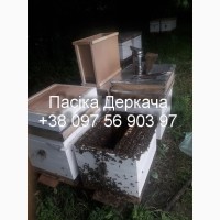 Продам безстільникові бджолопакети карпатських бджіл доставка