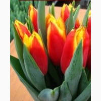 Продаются луковицы тюльпанов на выгонку на 8 марта