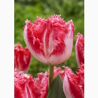 Продаются луковицы тюльпанов на выгонку на 8 марта