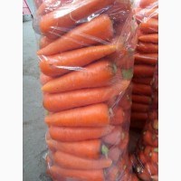 Морковь Оптом напрямую от Производителя