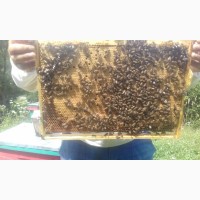 Бджолопакети Карпатка 2021, Закарпатська обл