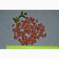 Арахис семена на посадку земляные орехи