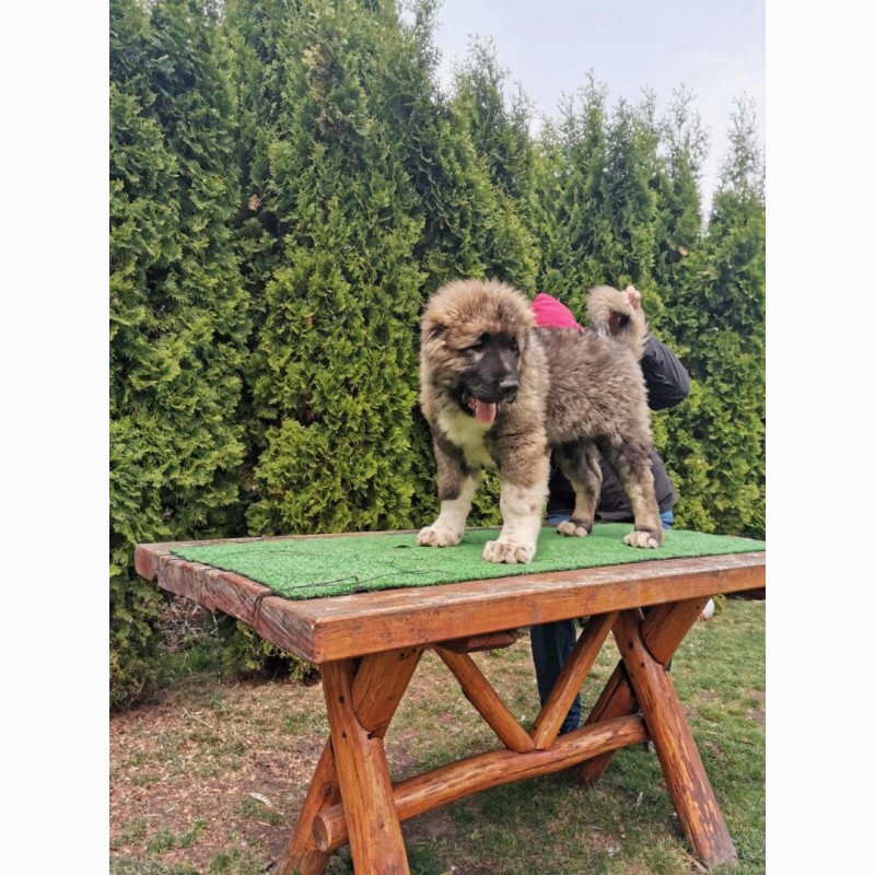 Фото 3. Кавказька собака овчарка - щеня для продажу