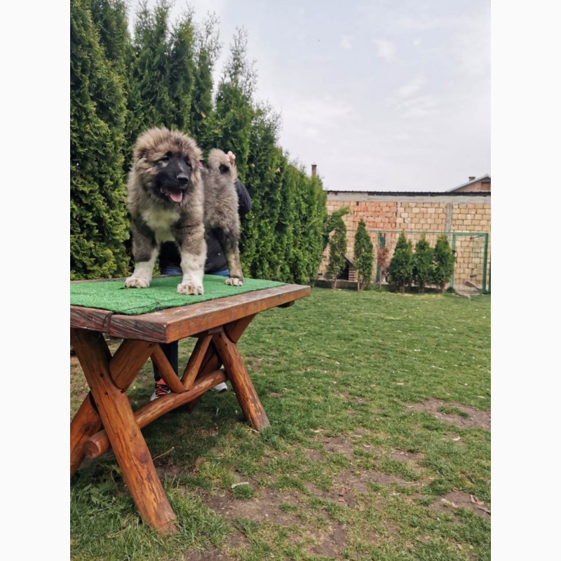 Фото 4. Кавказька собака овчарка - щеня для продажу