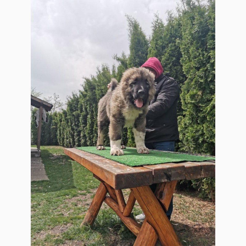 Фото 5. Кавказька собака овчарка - щеня для продажу