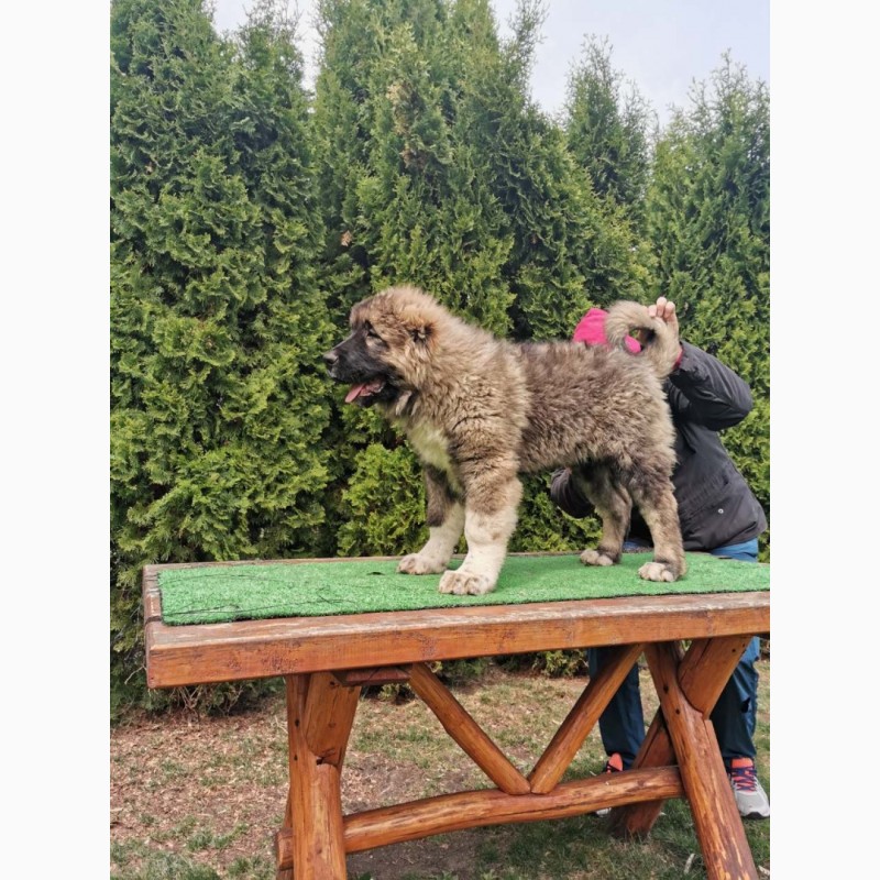 Фото 6. Кавказька собака овчарка - щеня для продажу