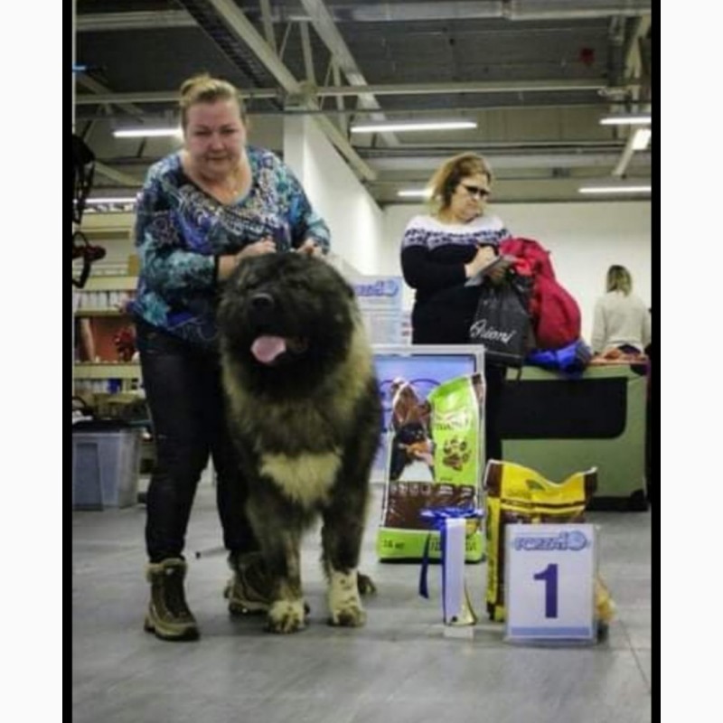 Фото 7. Кавказька собака овчарка - щеня для продажу