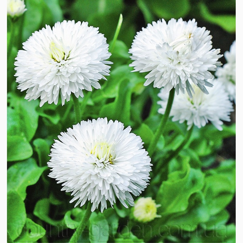 Фото 10. Продаем мега красивенные цветы Маргаритки Белые и много других растений (опт от 1000 грн)