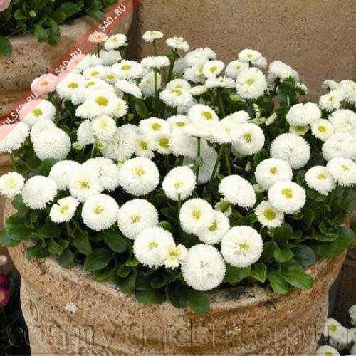 Фото 2. Продаем мега красивенные цветы Маргаритки Белые и много других растений (опт от 1000 грн)