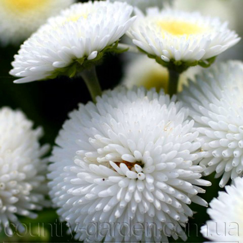Фото 3. Продаем мега красивенные цветы Маргаритки Белые и много других растений (опт от 1000 грн)