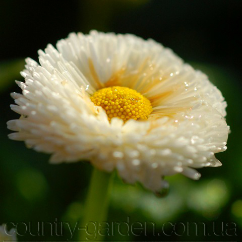 Фото 4. Продаем мега красивенные цветы Маргаритки Белые и много других растений (опт от 1000 грн)