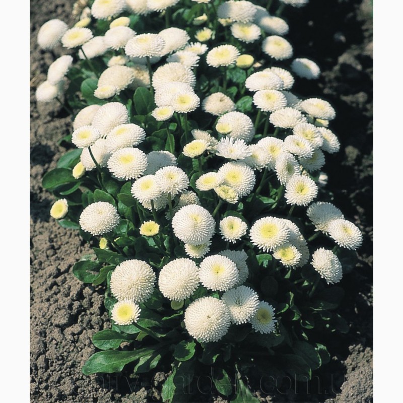 Фото 5. Продаем мега красивенные цветы Маргаритки Белые и много других растений (опт от 1000 грн)