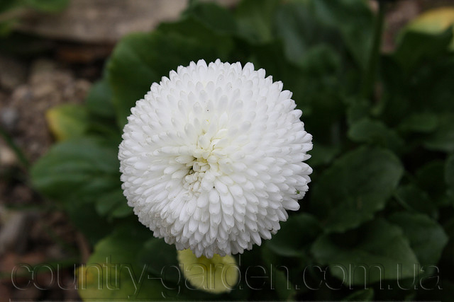 Фото 6. Продаем мега красивенные цветы Маргаритки Белые и много других растений (опт от 1000 грн)