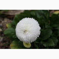 Продаем мега красивенные цветы Маргаритки Белые и много других растений (опт от 1000 грн)