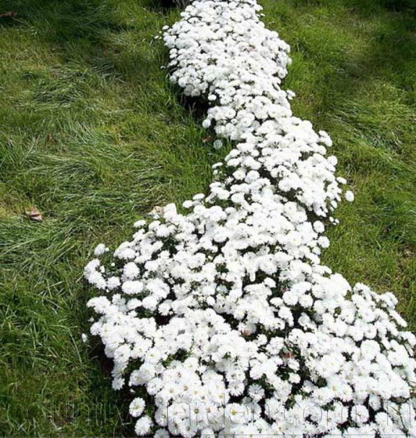 Фото 7. Продаем мега красивенные цветы Маргаритки Белые и много других растений (опт от 1000 грн)