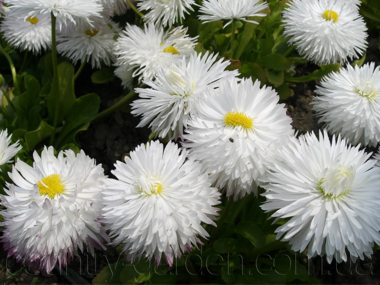 Фото 8. Продаем мега красивенные цветы Маргаритки Белые и много других растений (опт от 1000 грн)