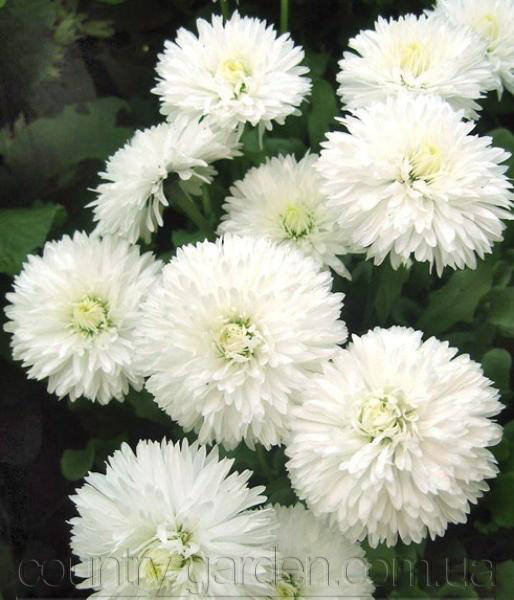 Фото 9. Продаем мега красивенные цветы Маргаритки Белые и много других растений (опт от 1000 грн)