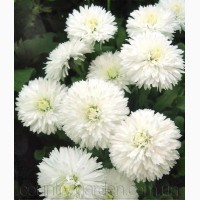 Продаем мега красивенные цветы Маргаритки Белые и много других растений (опт от 1000 грн)