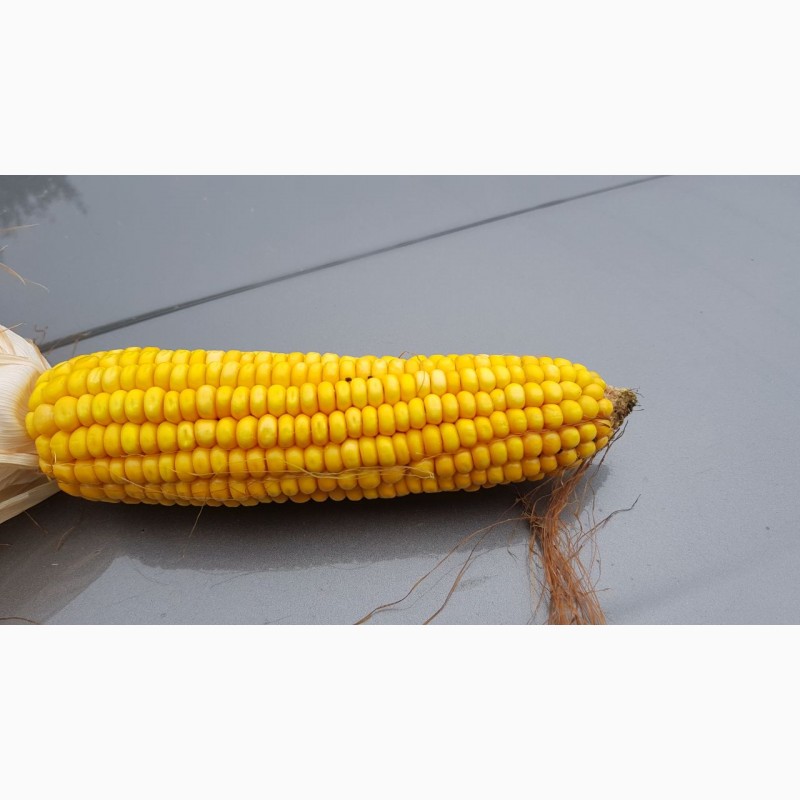 Фото 3. Насіння кукурудзи гібрид - Вакула (ФАО 250)
