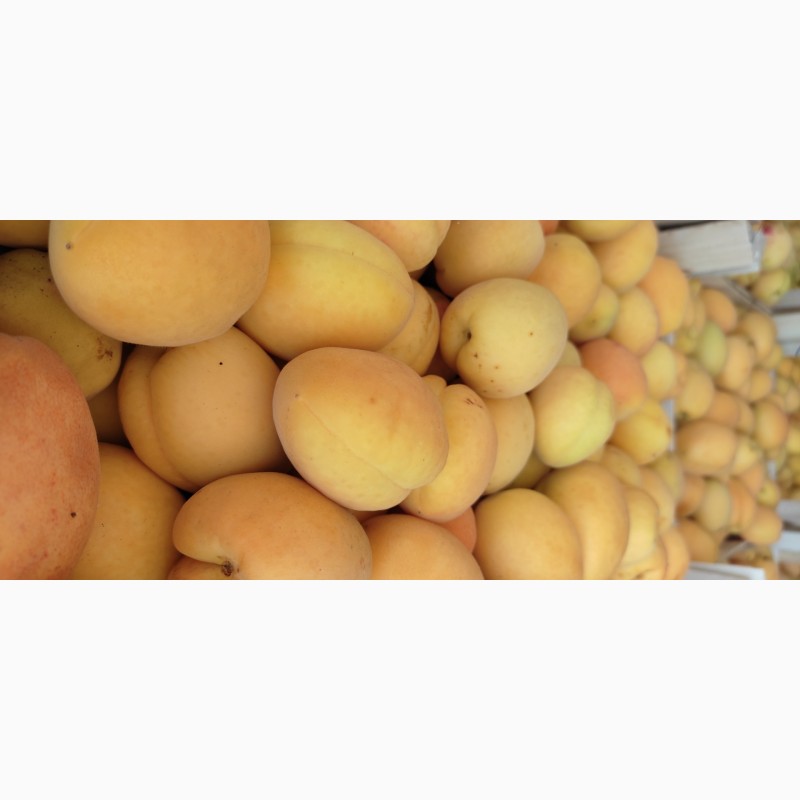 Фото 3. Продам абрикосы из Молдовы