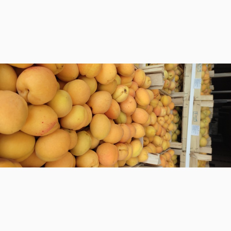 Фото 4. Продам абрикосы из Молдовы