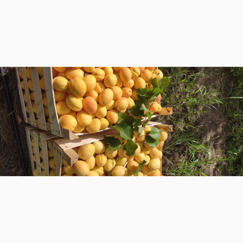 Фото 5. Продам абрикосы из Молдовы