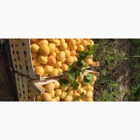 Продам абрикосы из Молдовы
