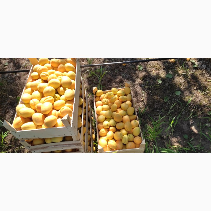 Фото 8. Продам абрикосы из Молдовы