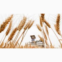 Семена озимой пшеницы ГРАНУС Германия