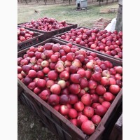 Продам смачні яблука