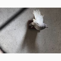 Продаю голубів різних